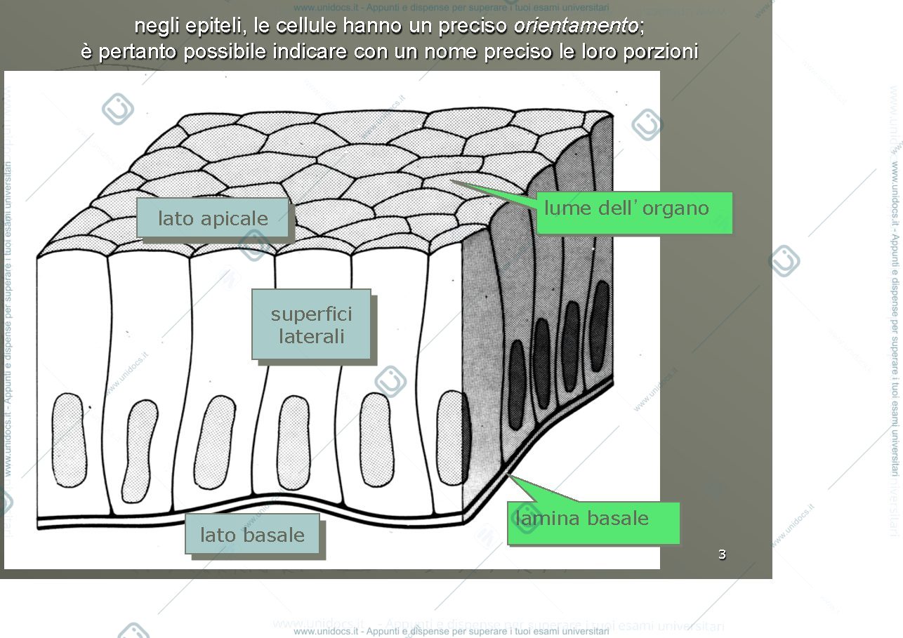 Anteprima pagina 3 — Differenziazioni e giunzioni