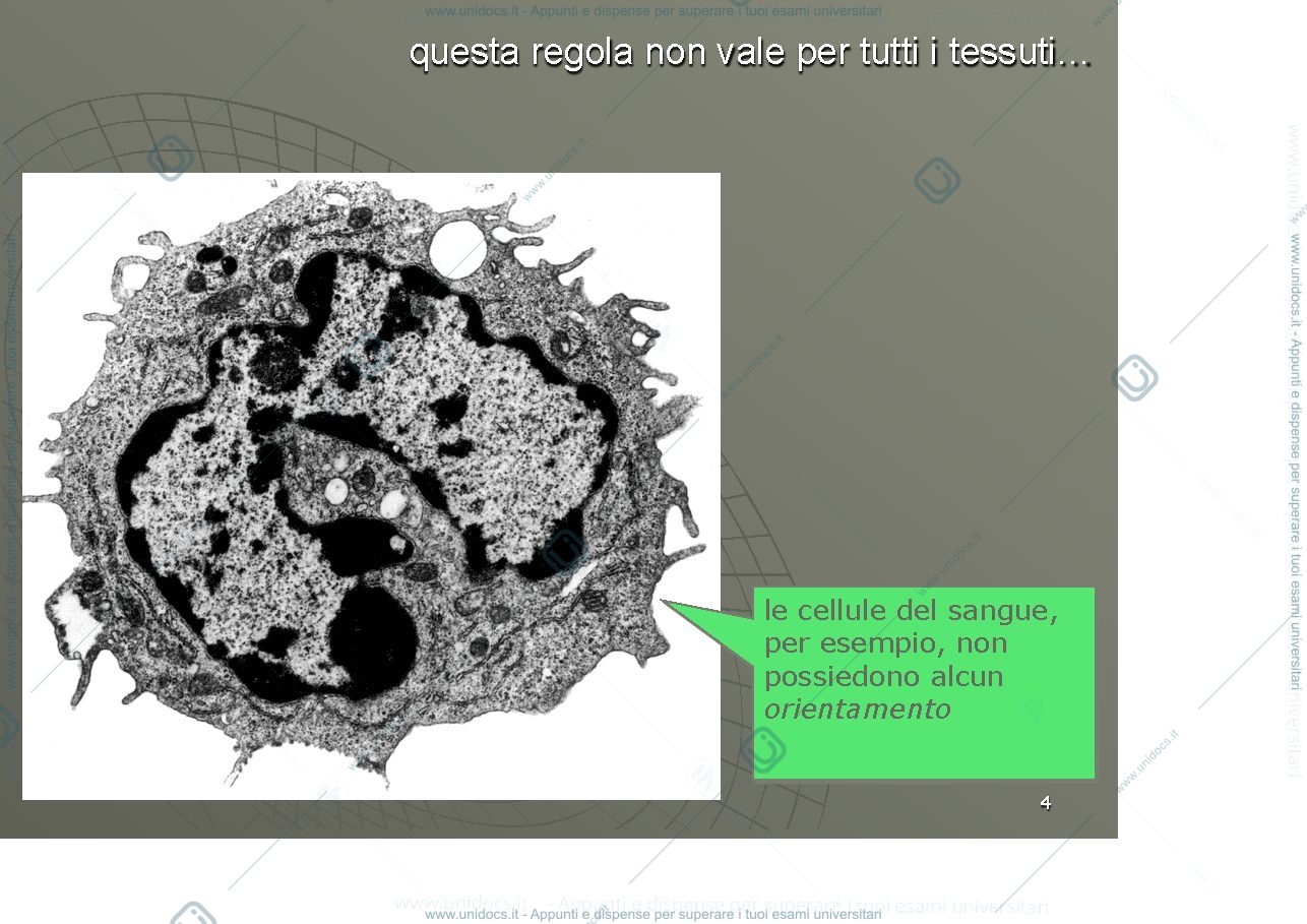 Anteprima pagina 4 — Differenziazioni e giunzioni