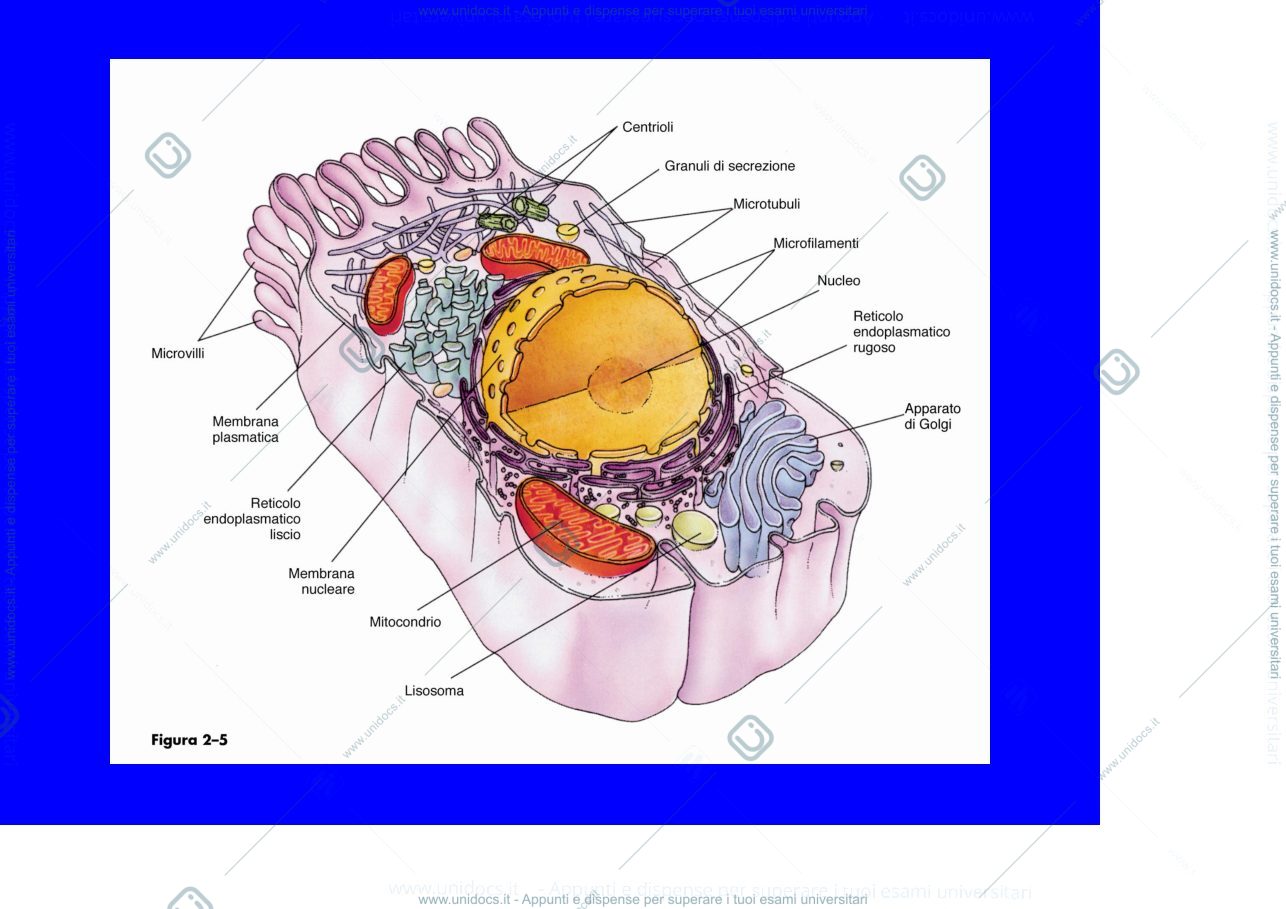 Anteprima pagina 3 — citologia