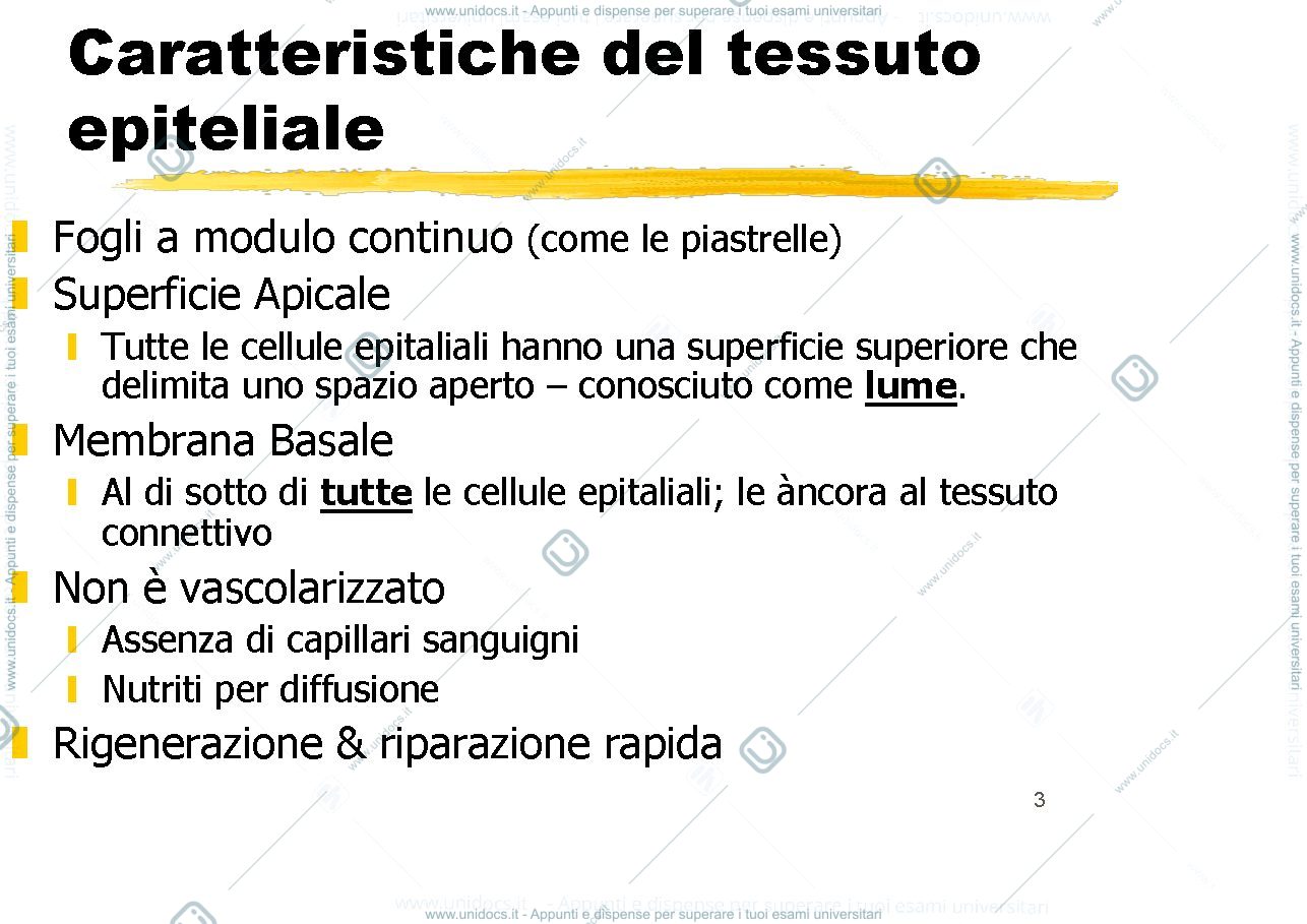 Anteprima pagina 3 — epiteli rivestimento