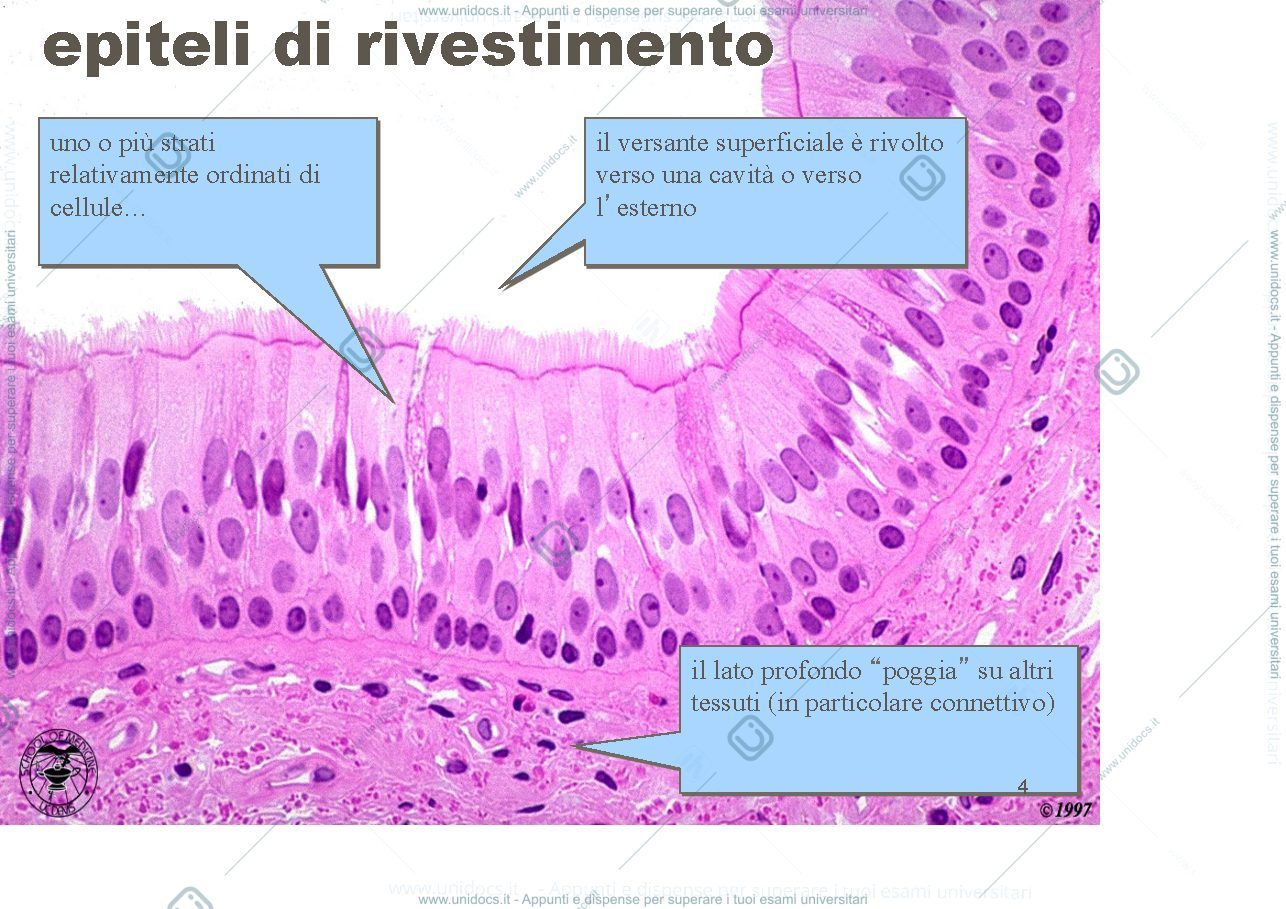 Anteprima pagina 4 — epiteli rivestimento