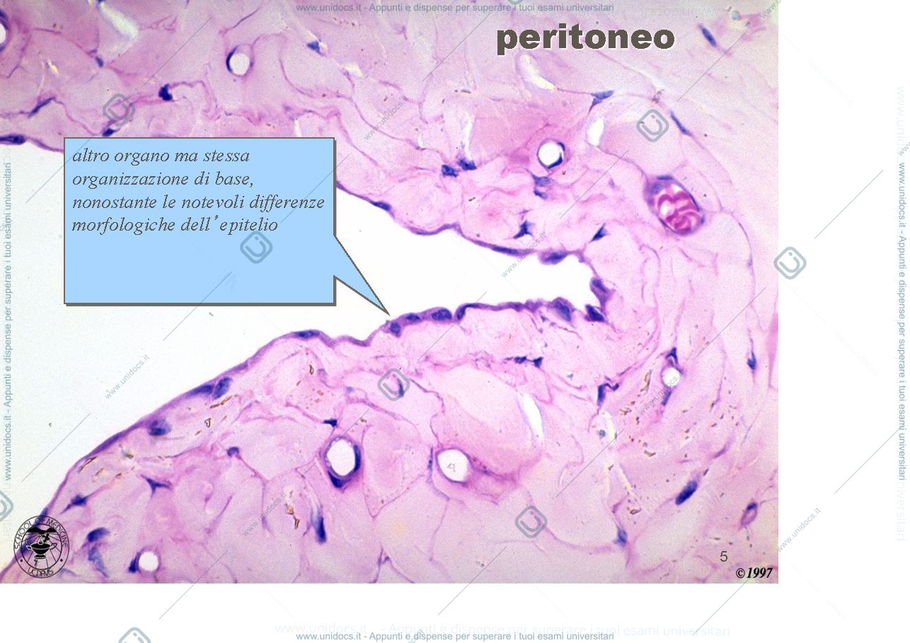 Anteprima pagina 5 — epiteli rivestimento