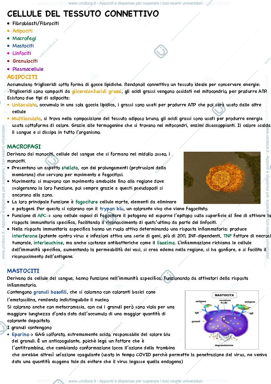 Anteprima pagina 1 — cellule del connettivo