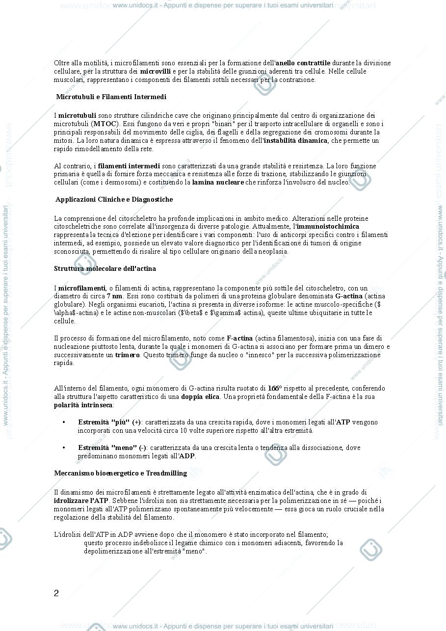 Anteprima pagina 2 — Citoscheletro