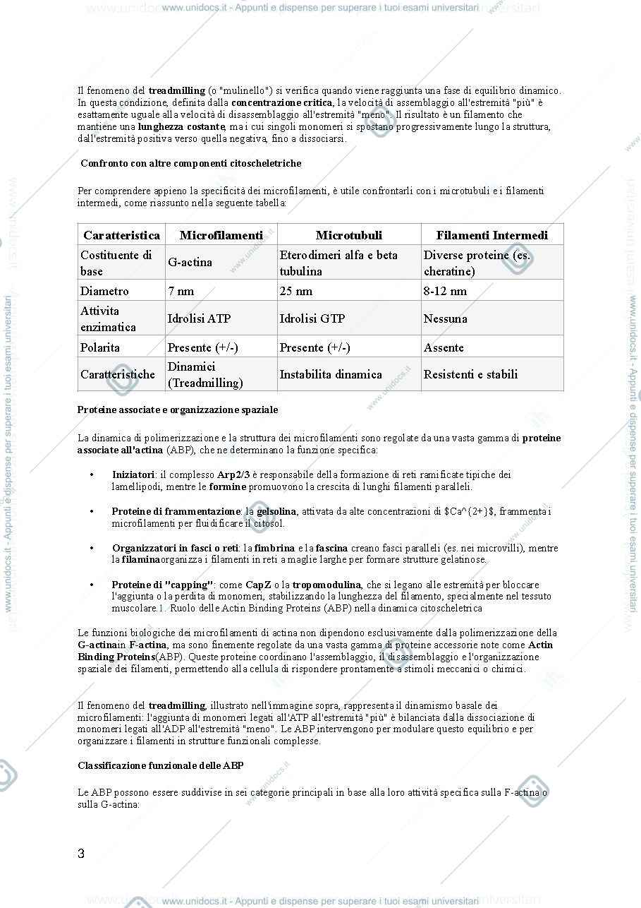 Anteprima pagina 3 — Citoscheletro
