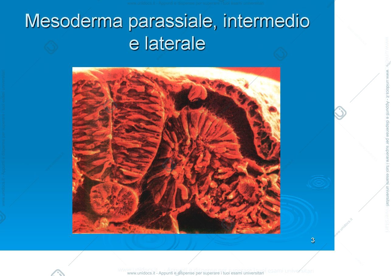 Anteprima pagina 3 — Quarta settimana (somiti e delimit)