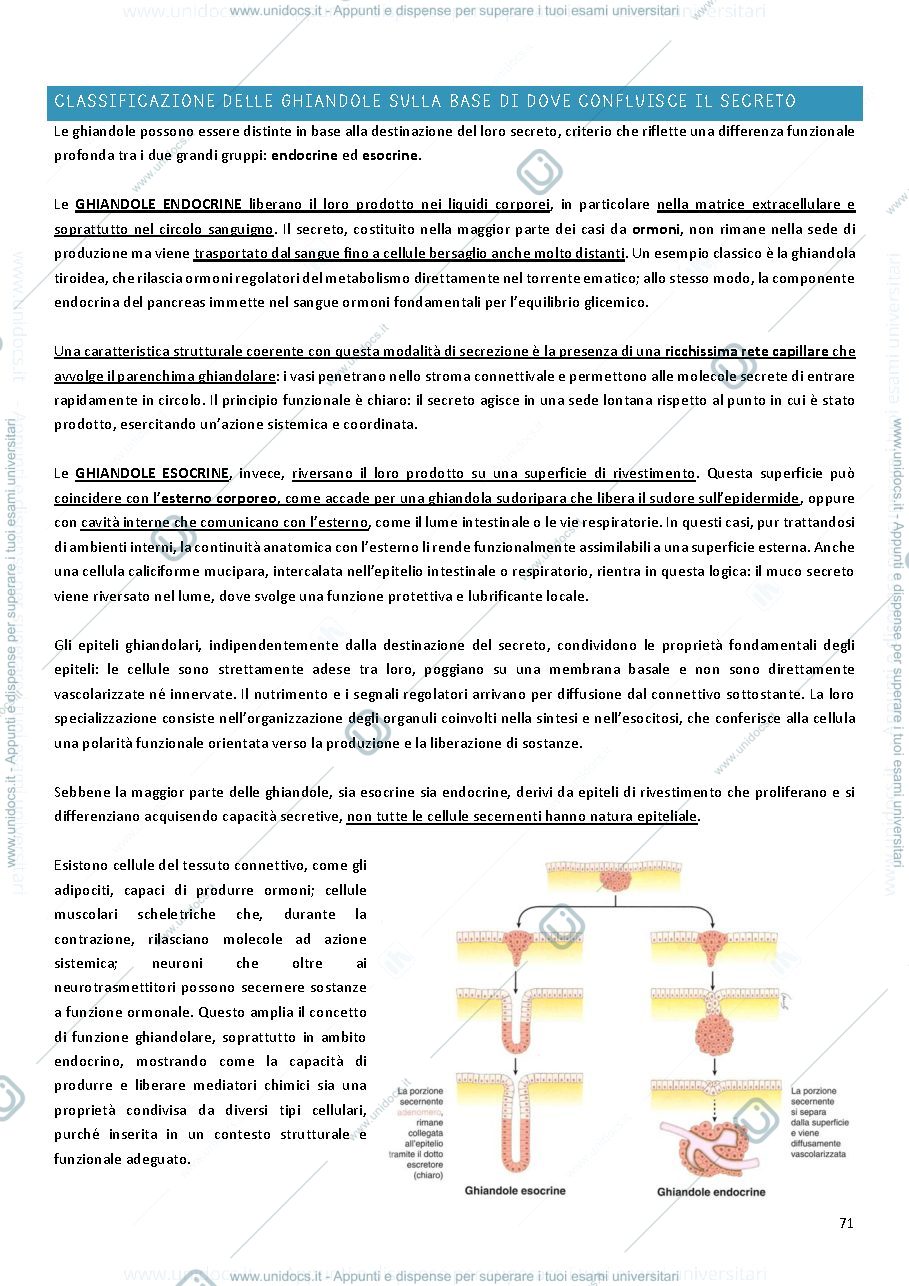 Anteprima pagina 2 — Tessuto ghiandolare e tessuto sensoriale