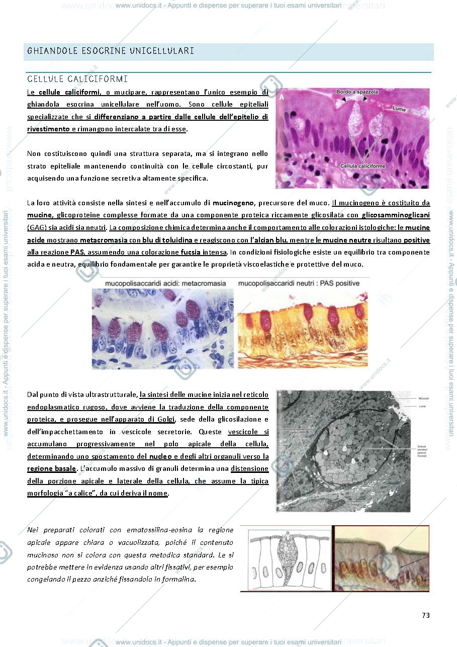 Anteprima pagina 4 — Tessuto ghiandolare e tessuto sensoriale