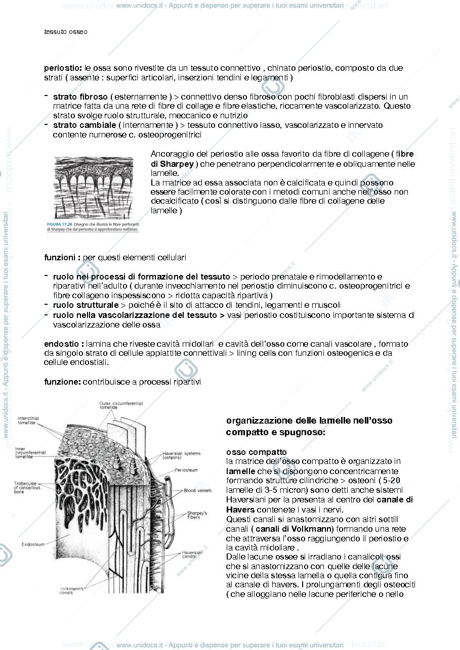 Anteprima pagina 1 — Tessuto osseo