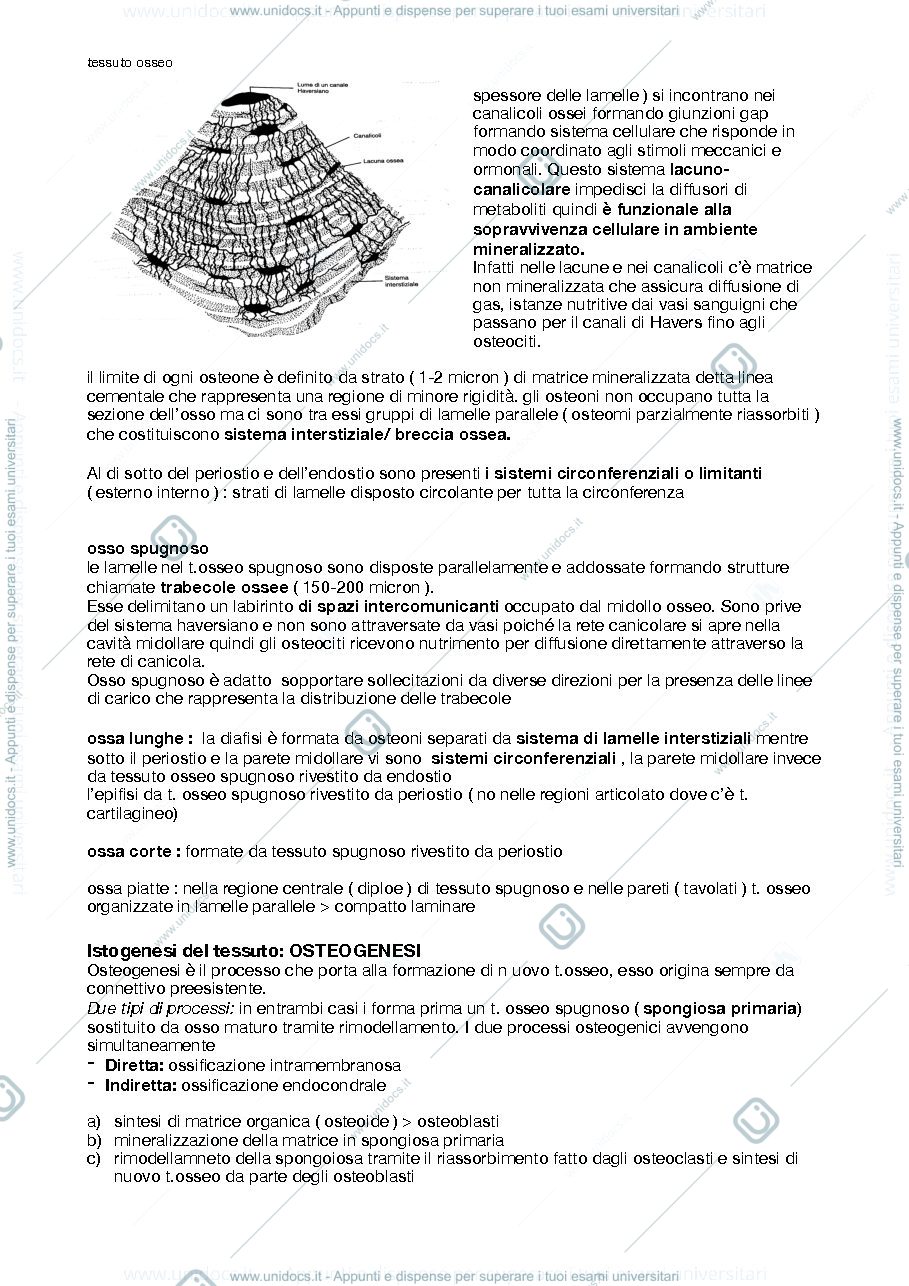 Anteprima pagina 2 — Tessuto osseo