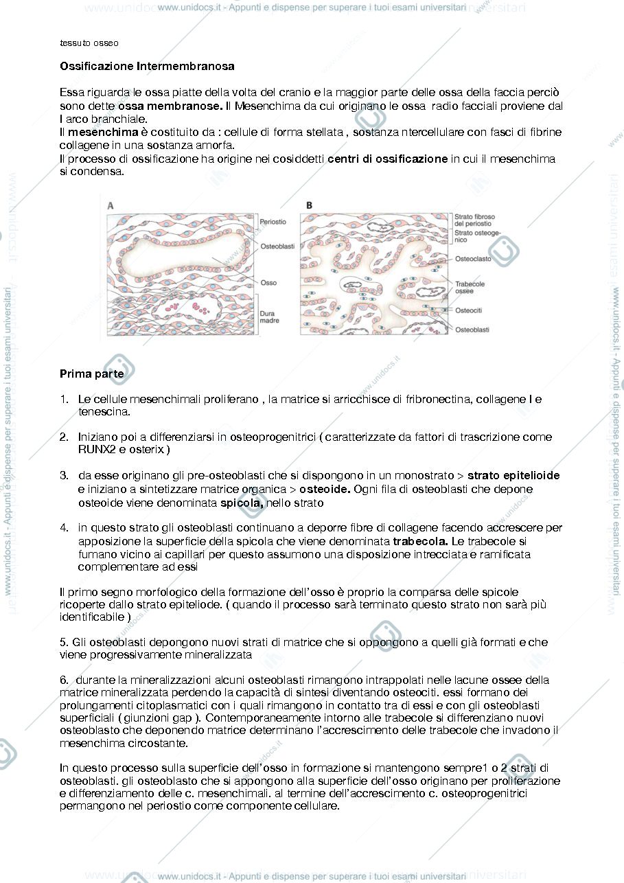 Anteprima pagina 3 — Tessuto osseo