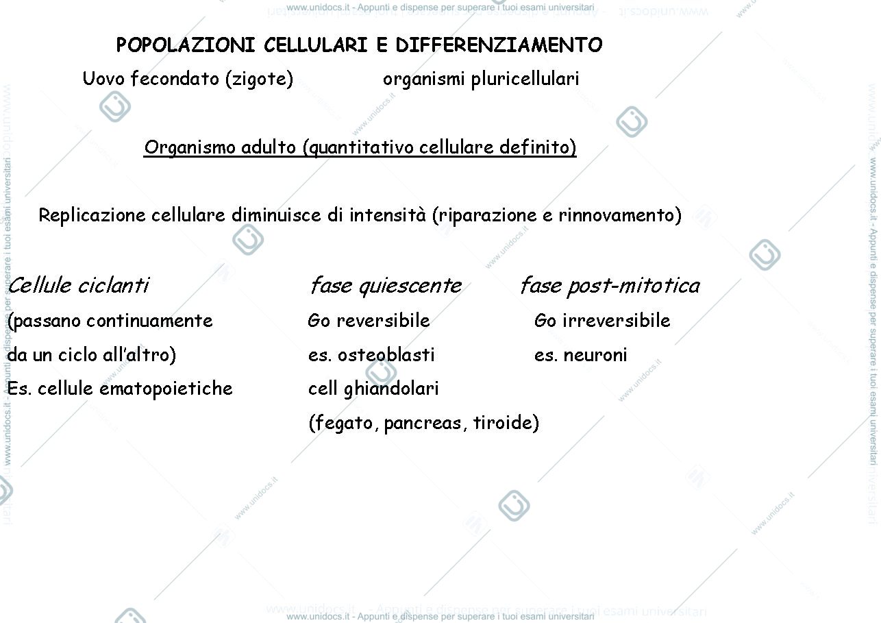 Anteprima pagina 1 — differenziamento cellulare