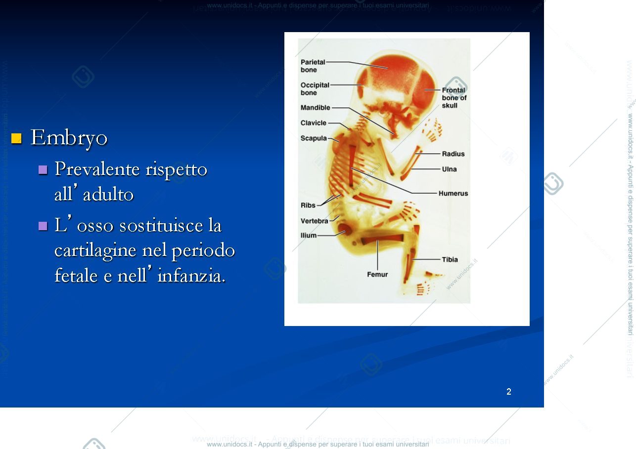 Anteprima pagina 2 — cartilagine