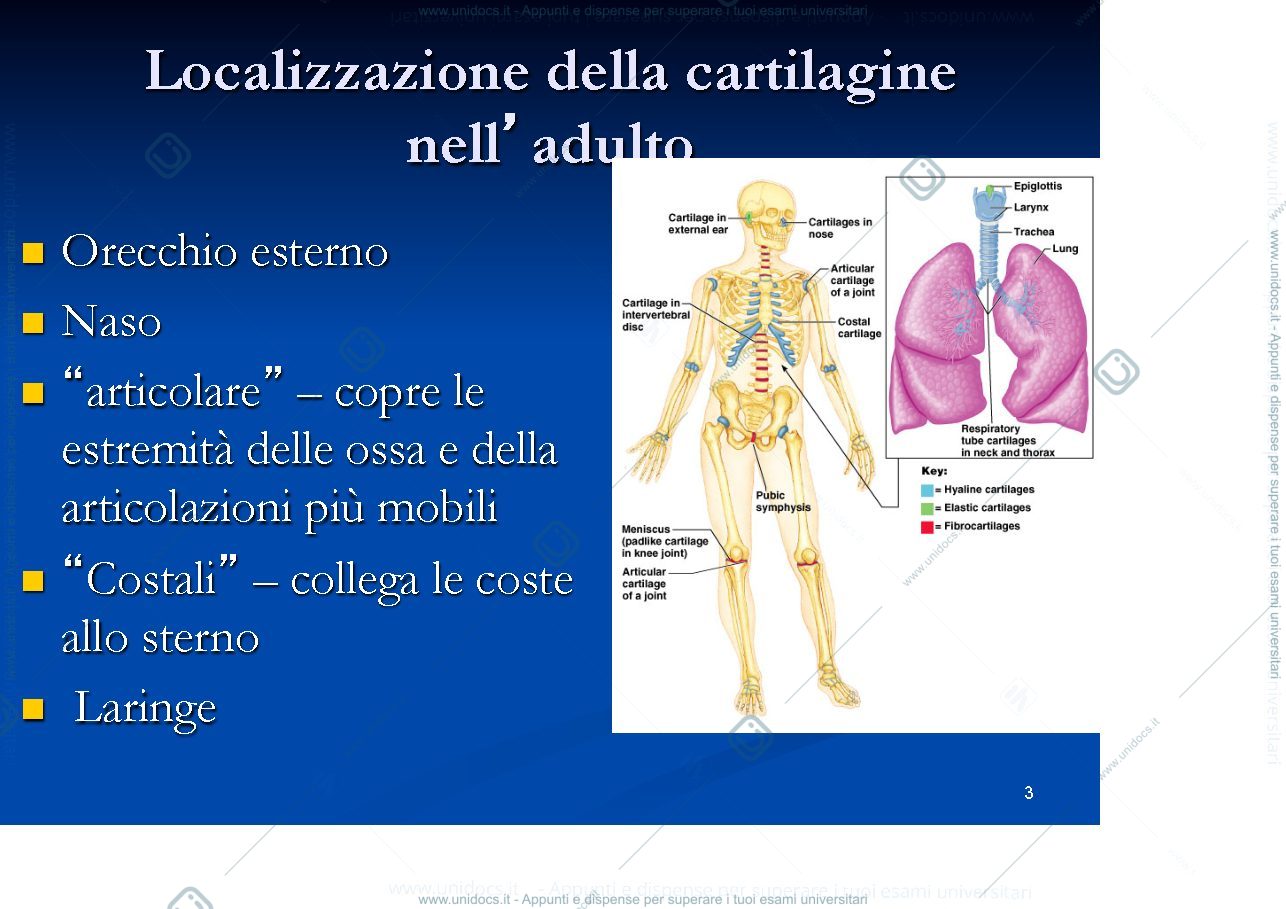 Anteprima pagina 3 — cartilagine