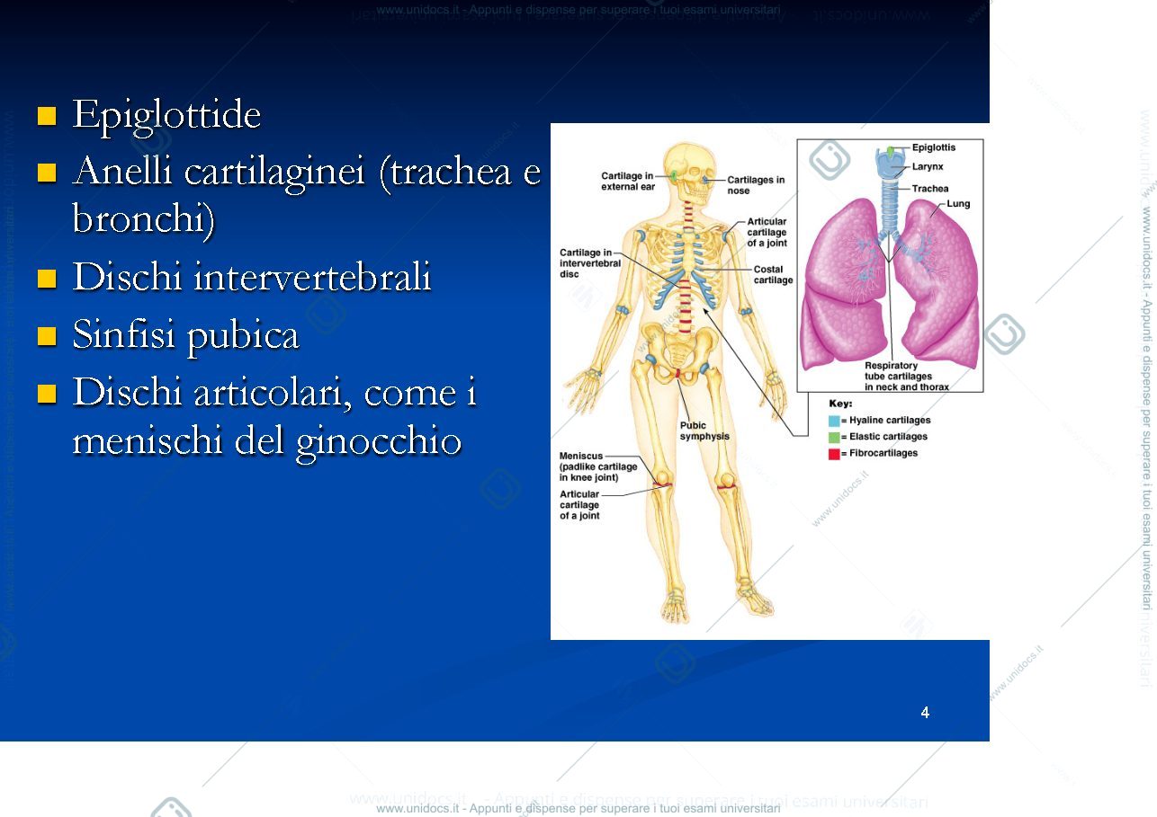 Anteprima pagina 4 — cartilagine