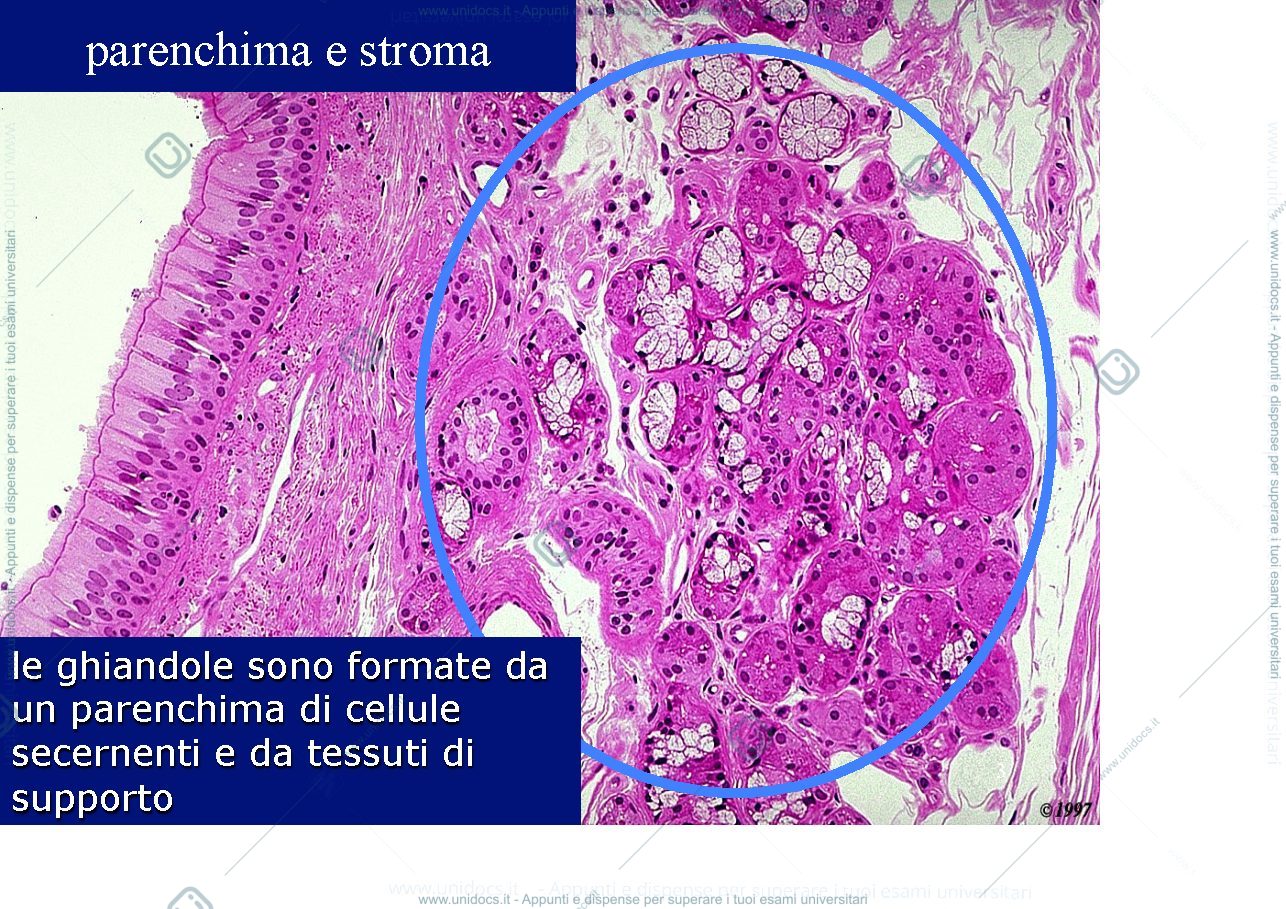 Anteprima pagina 3 — ghiandole esocrine