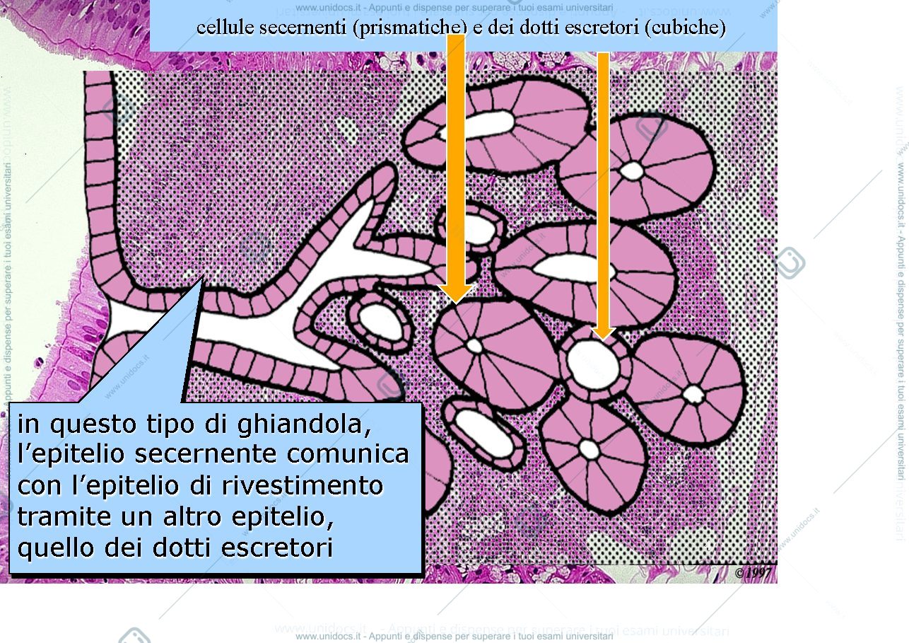 Anteprima pagina 4 — ghiandole esocrine