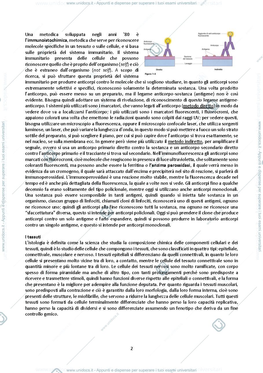 Anteprima pagina 2 — isto Berna
