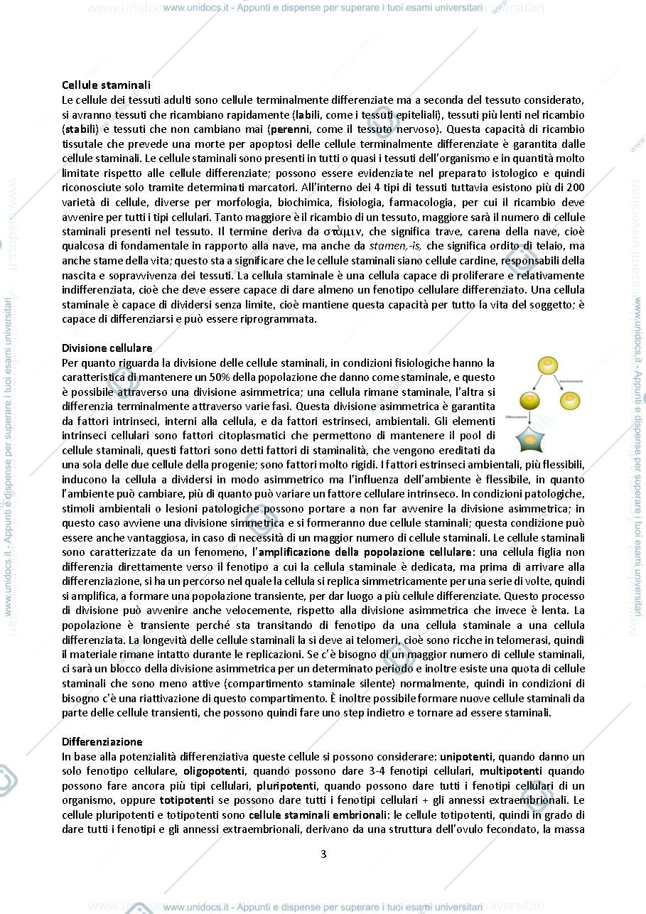 Anteprima pagina 3 — isto Berna