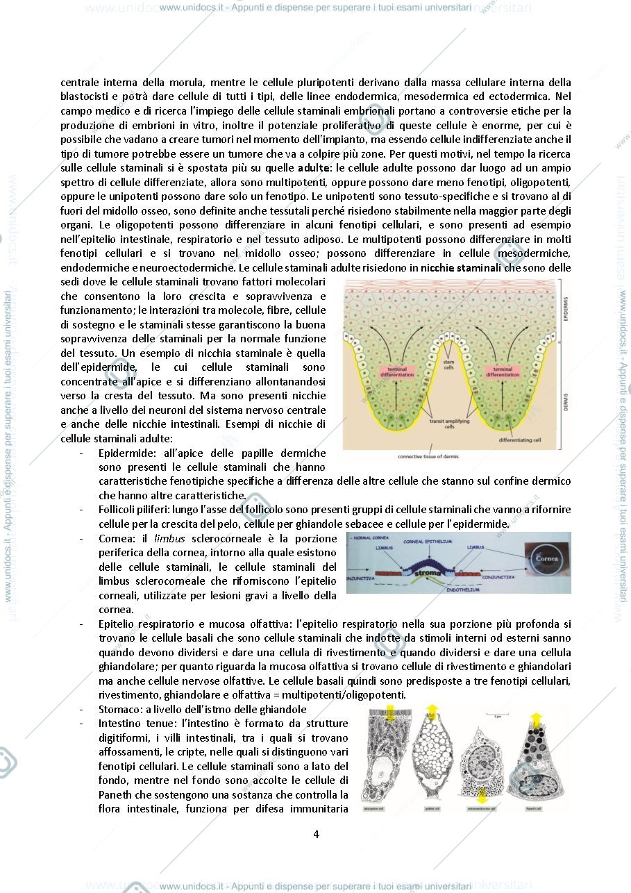 Anteprima pagina 4 — isto Berna