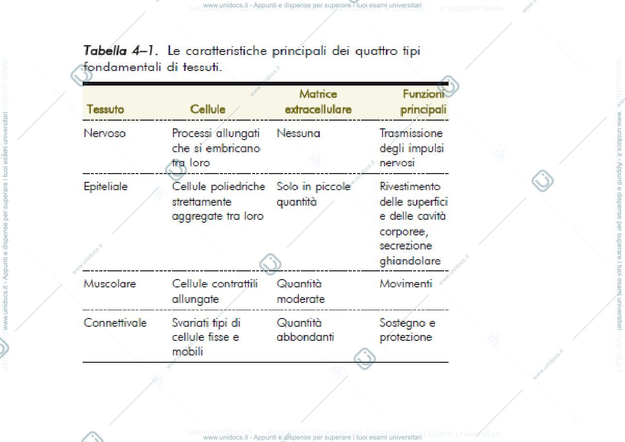 Anteprima pagina 3 — epiteli di rivestimento