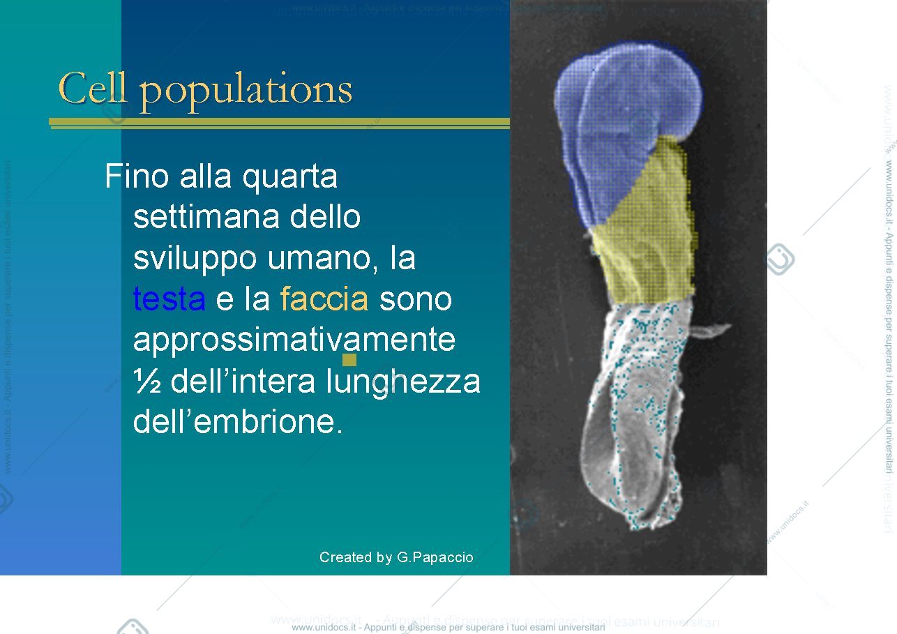 Anteprima pagina 2 — Craniofacial development