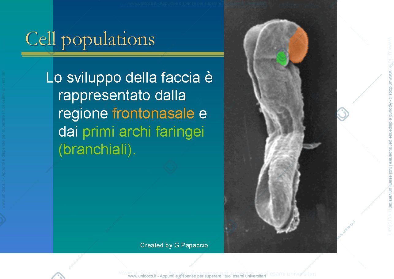 Anteprima pagina 3 — Craniofacial development