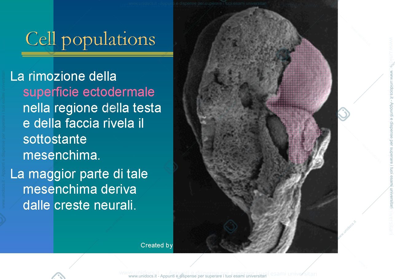 Anteprima pagina 4 — Craniofacial development
