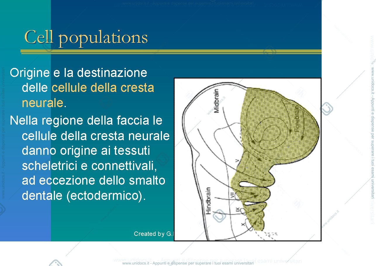 Anteprima pagina 5 — Craniofacial development
