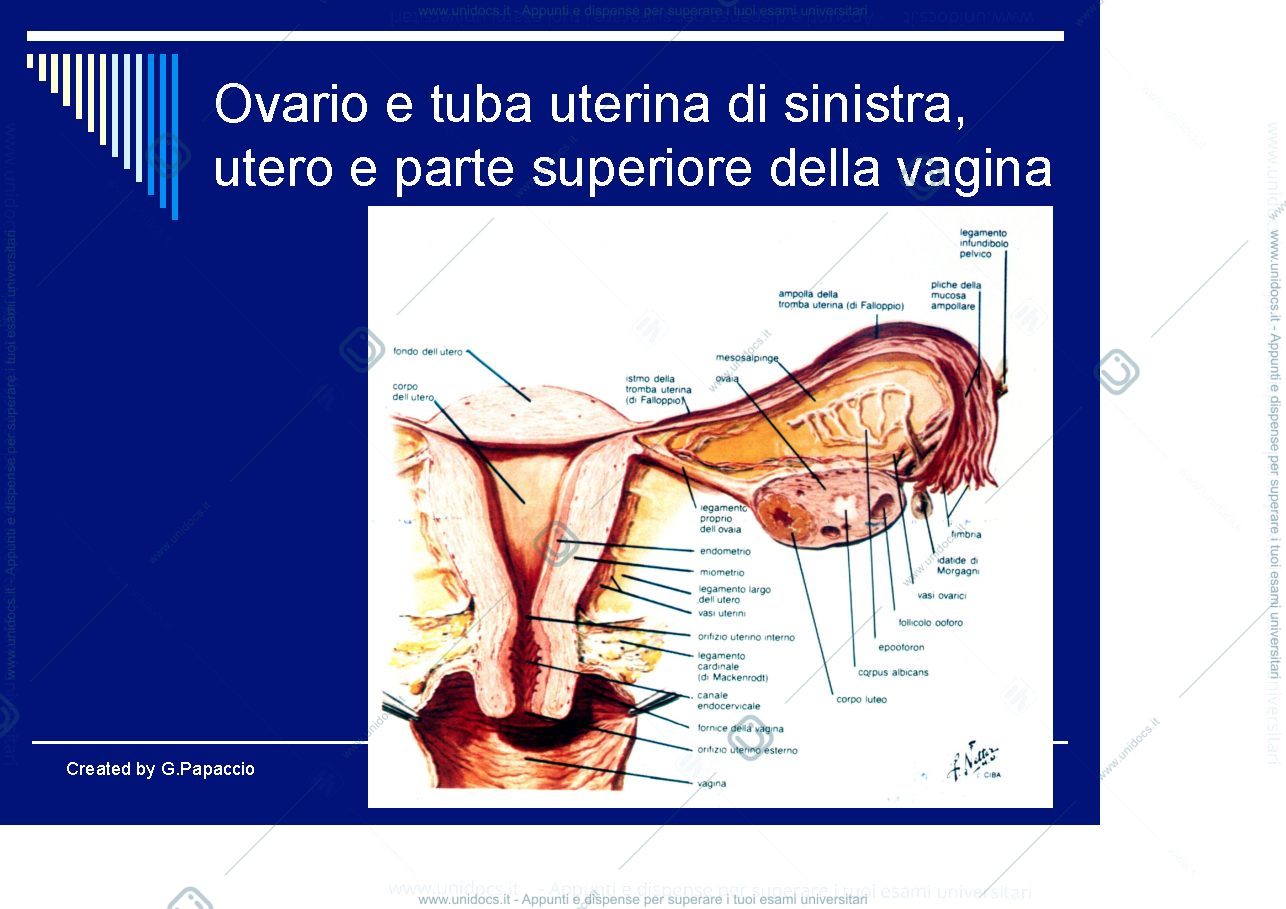 Anteprima pagina 2 — Ovogenesi e cicli
