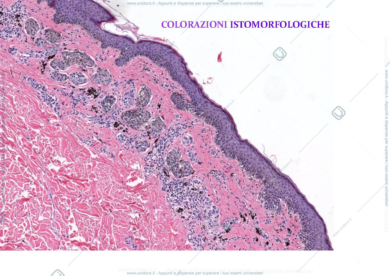 Anteprima pagina 1 — Colorazione 1