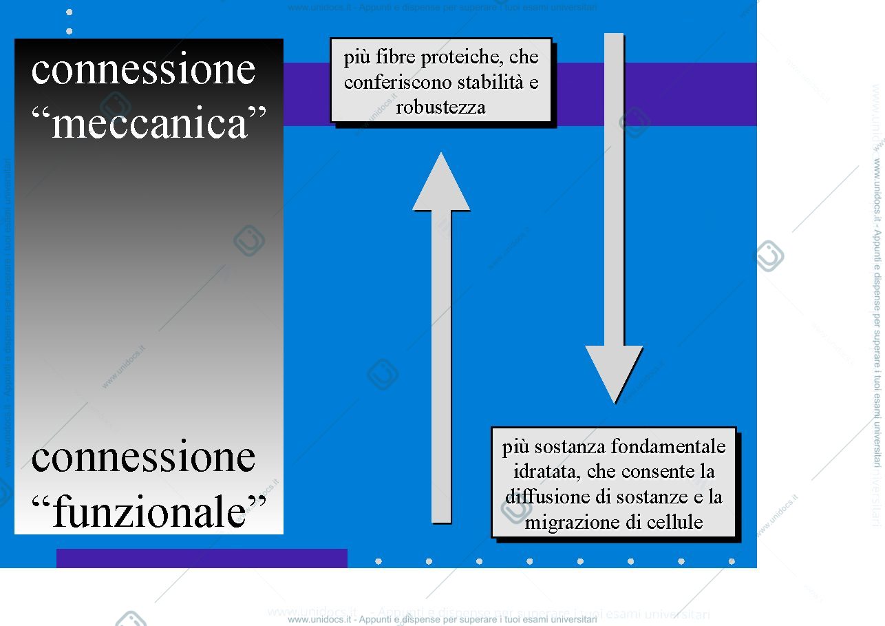 Anteprima pagina 4 — Tessuto connettivo pr. detto