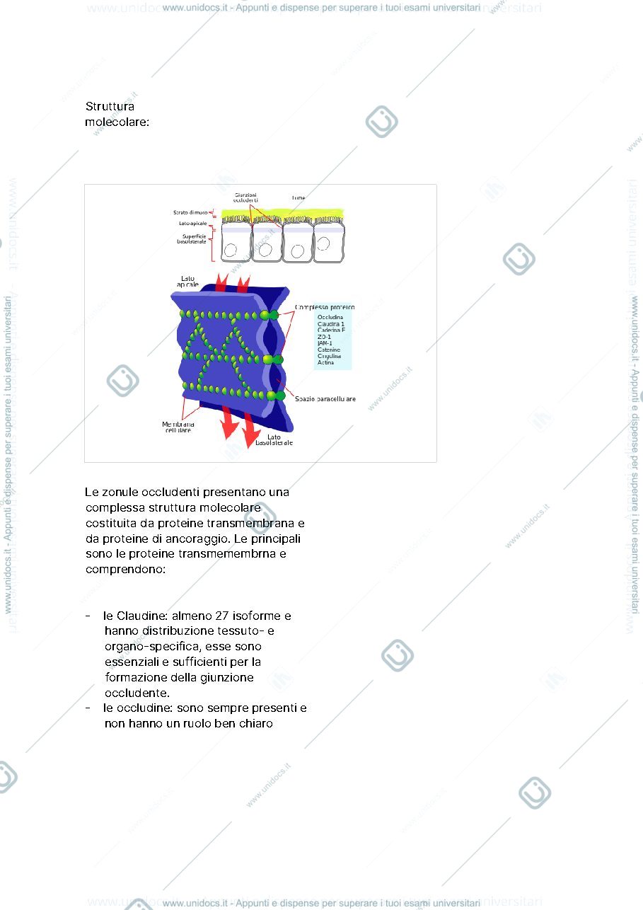 Anteprima pagina 2 — Giunzioni cellulari
