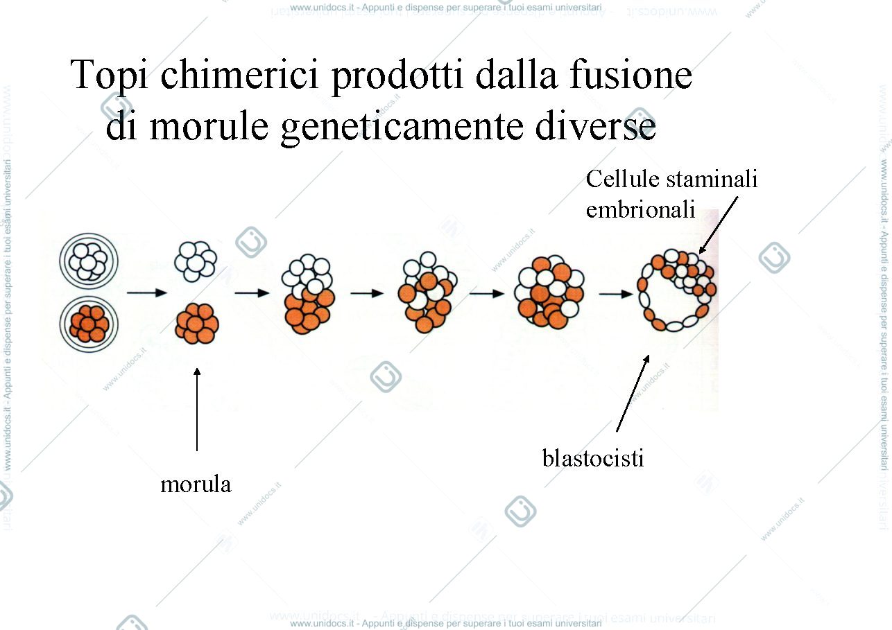 Anteprima pagina 4 — embriologia sperimentale e teratologia
