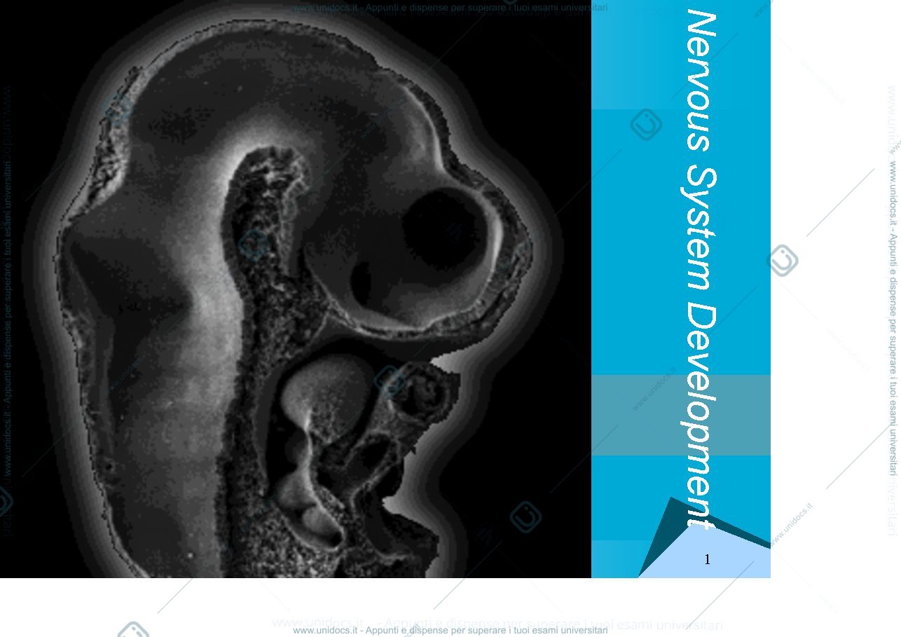 Anteprima pagina 1 — Nervous System Development