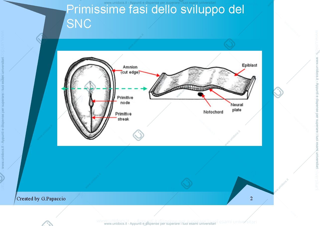 Anteprima pagina 2 — Nervous System Development