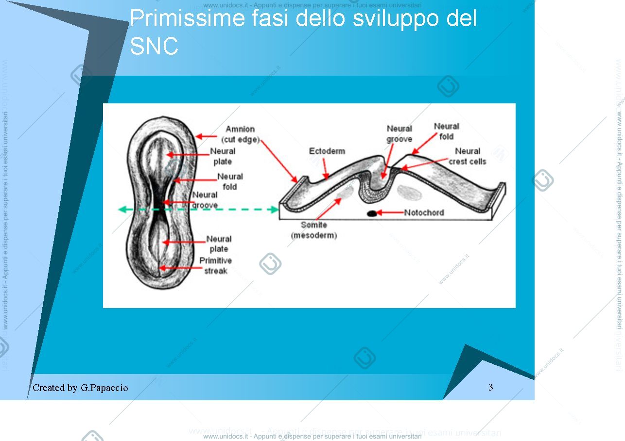 Anteprima pagina 3 — Nervous System Development