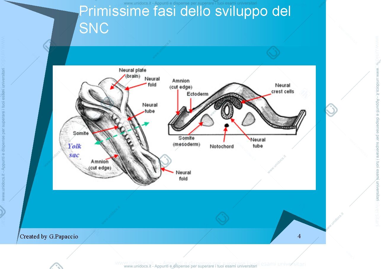 Anteprima pagina 4 — Nervous System Development
