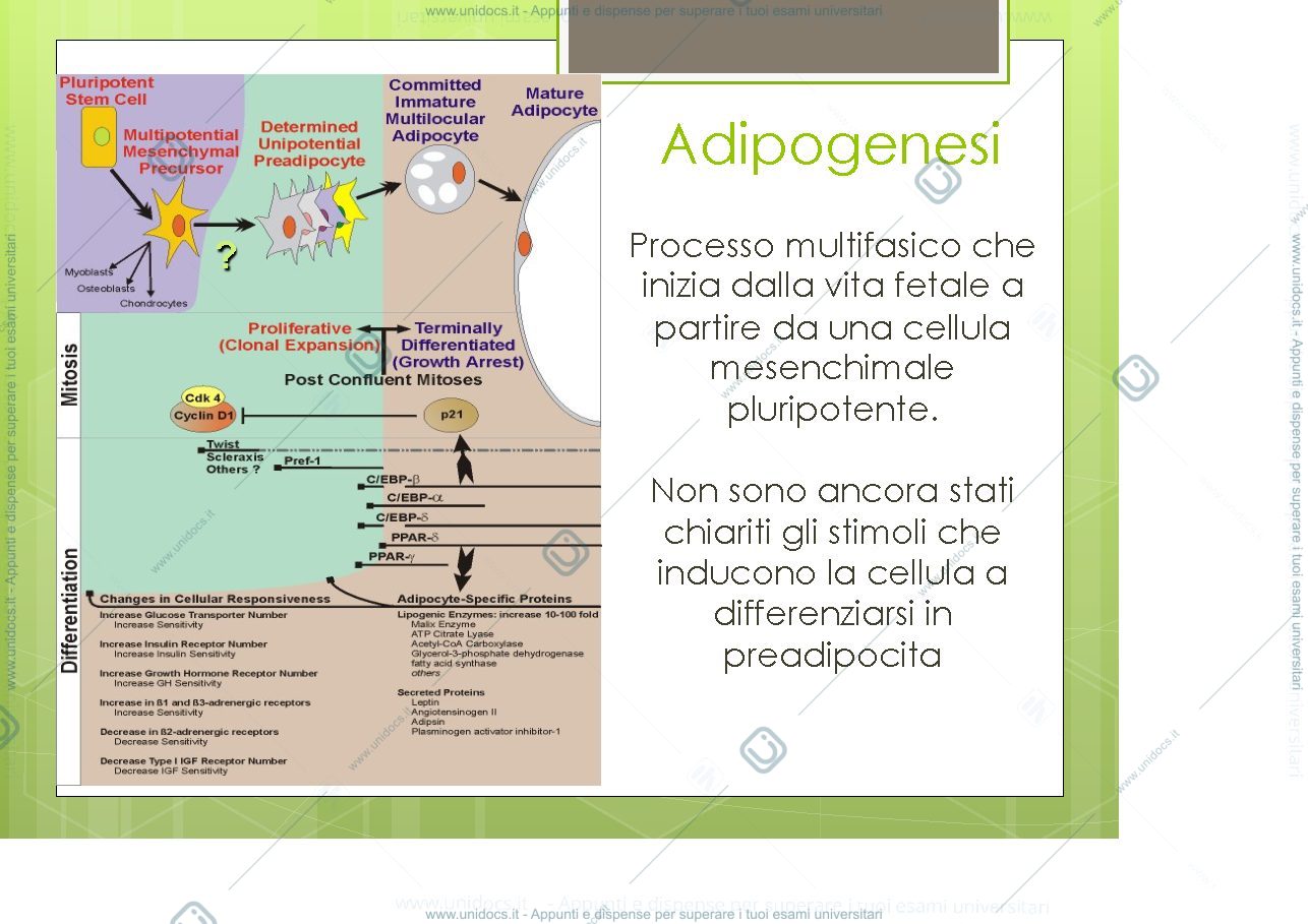 Anteprima pagina 4 —  Organo Adiposo
