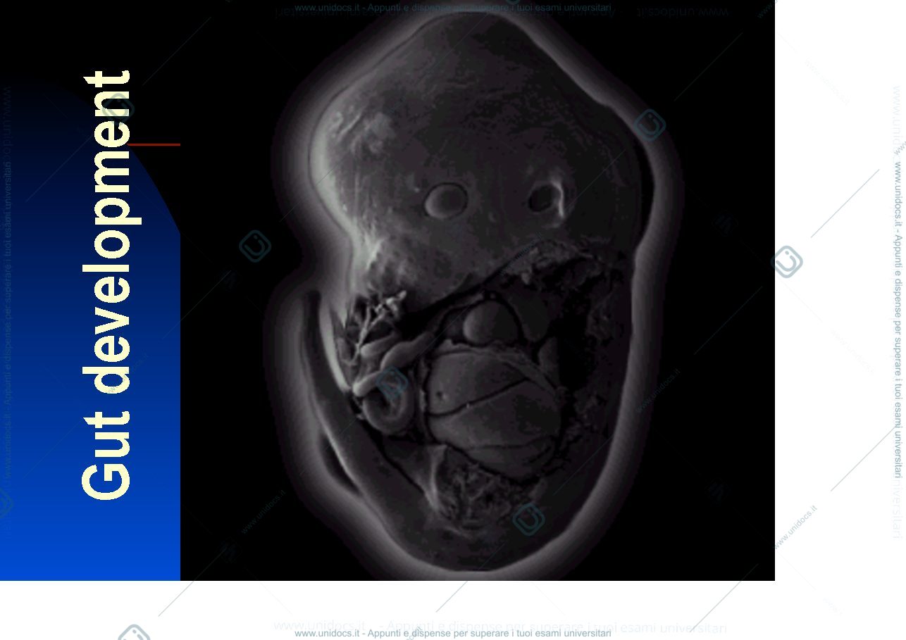 Anteprima pagina 1 — Gut development