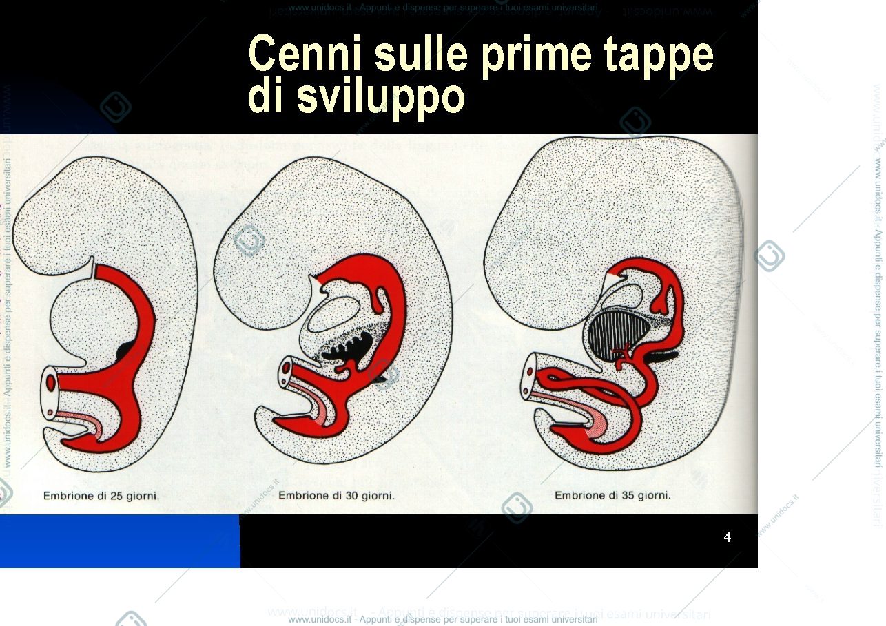 Anteprima pagina 4 — Gut development