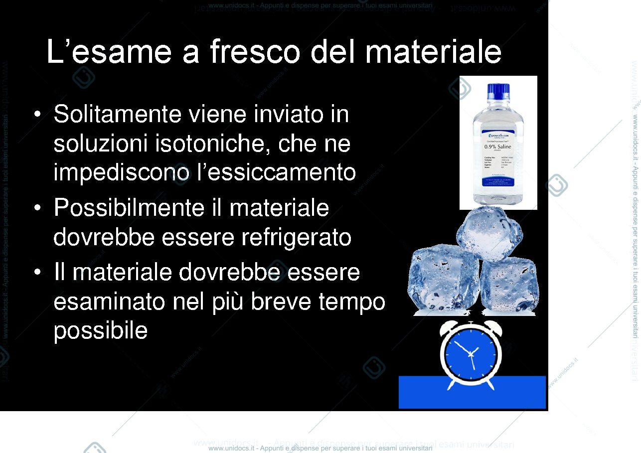 Anteprima pagina 3 — esame a fresco
