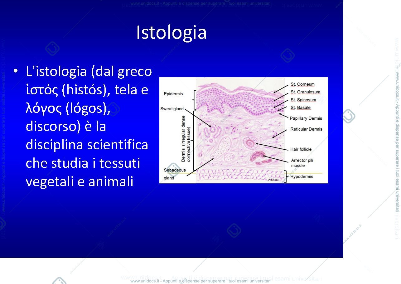Anteprima pagina 3 — introduzione tecniche di anatomia