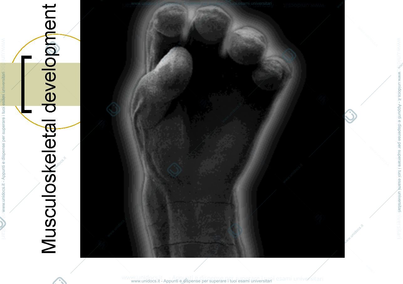 Anteprima pagina 1 — musculoskelet development