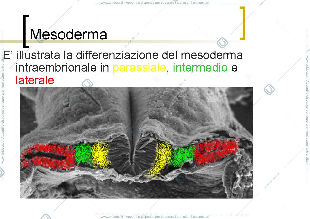 Anteprima pagina 3 — musculoskelet development