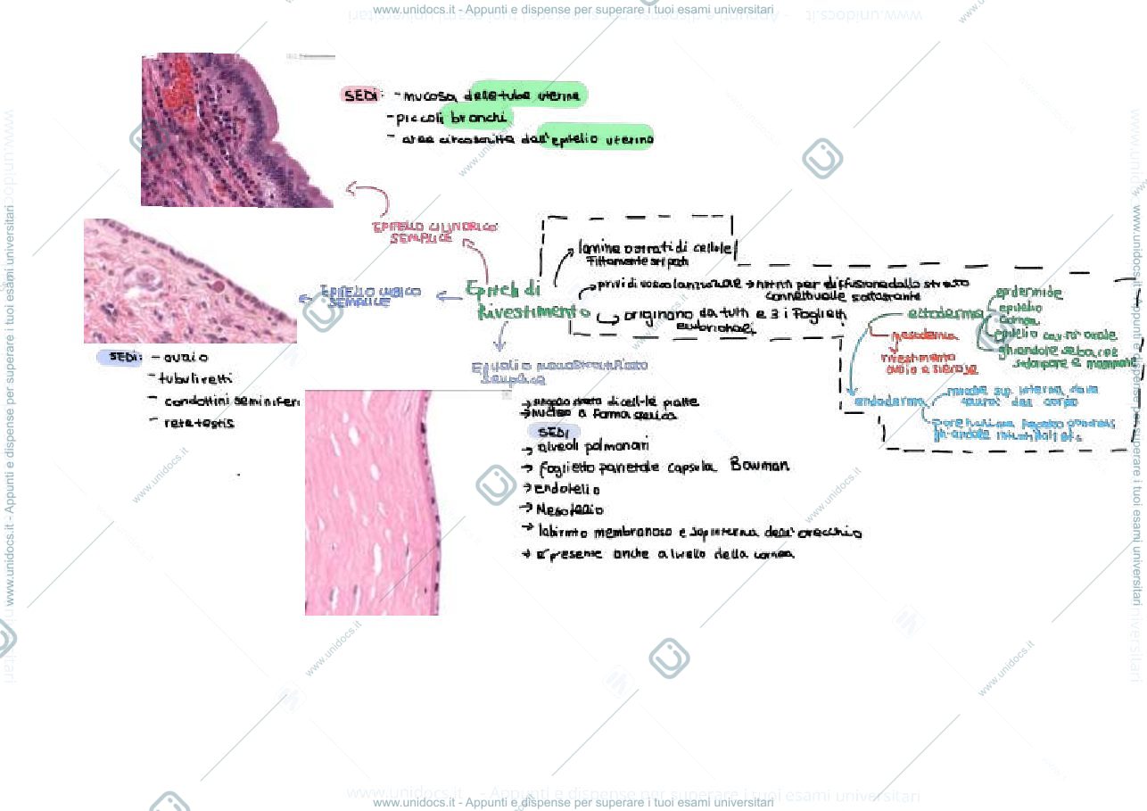 Anteprima pagina 1 — mappa concettuale sul tessuto epiteliale