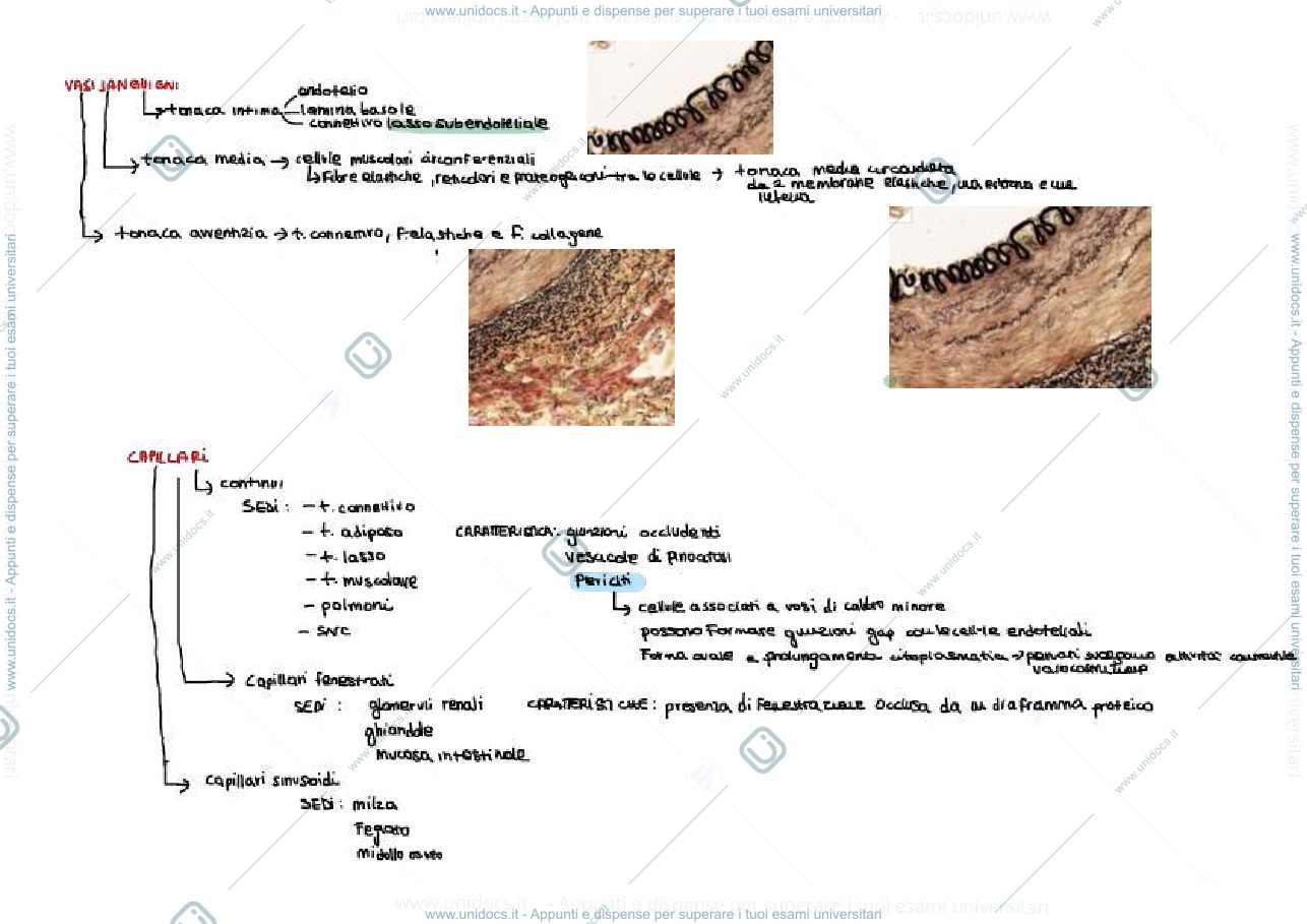 Anteprima pagina 2 — mappa concettuale sul tessuto epiteliale