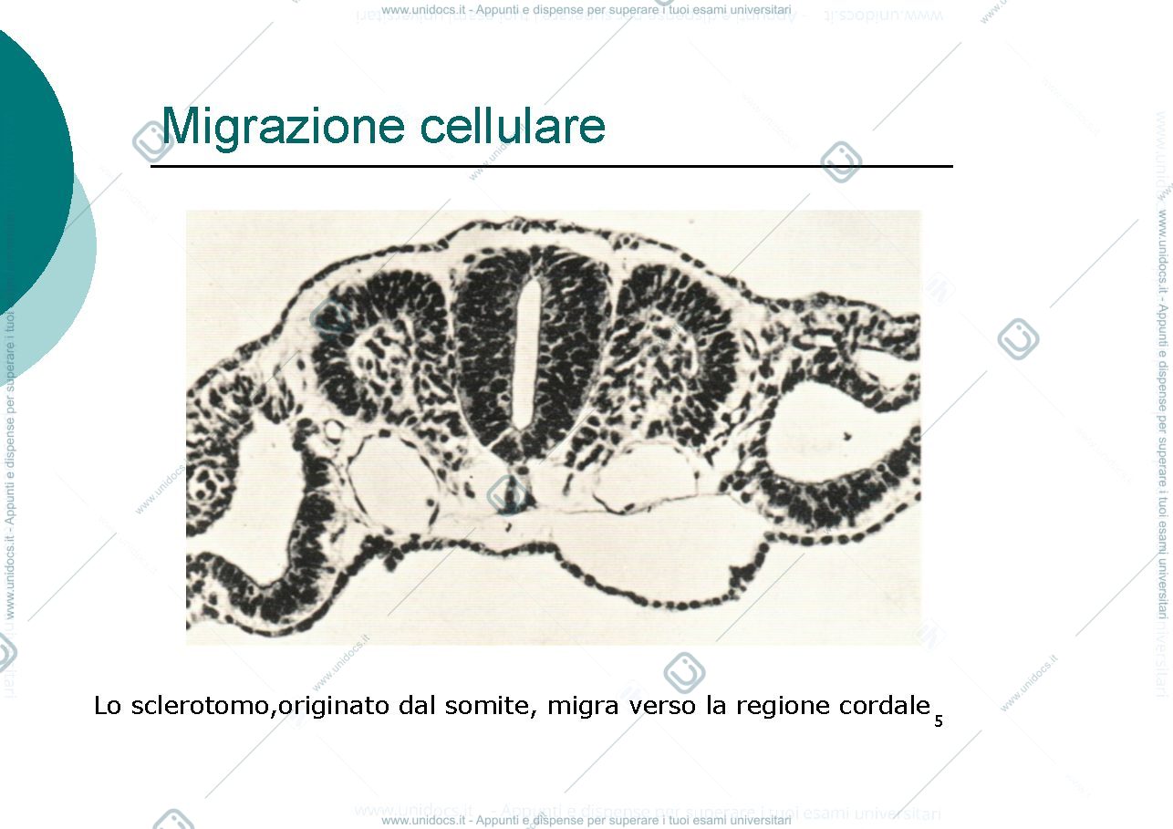 Anteprima pagina 5 — teratogenesi