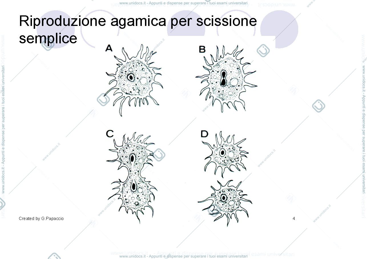 Anteprima pagina 4 — Riproduzione