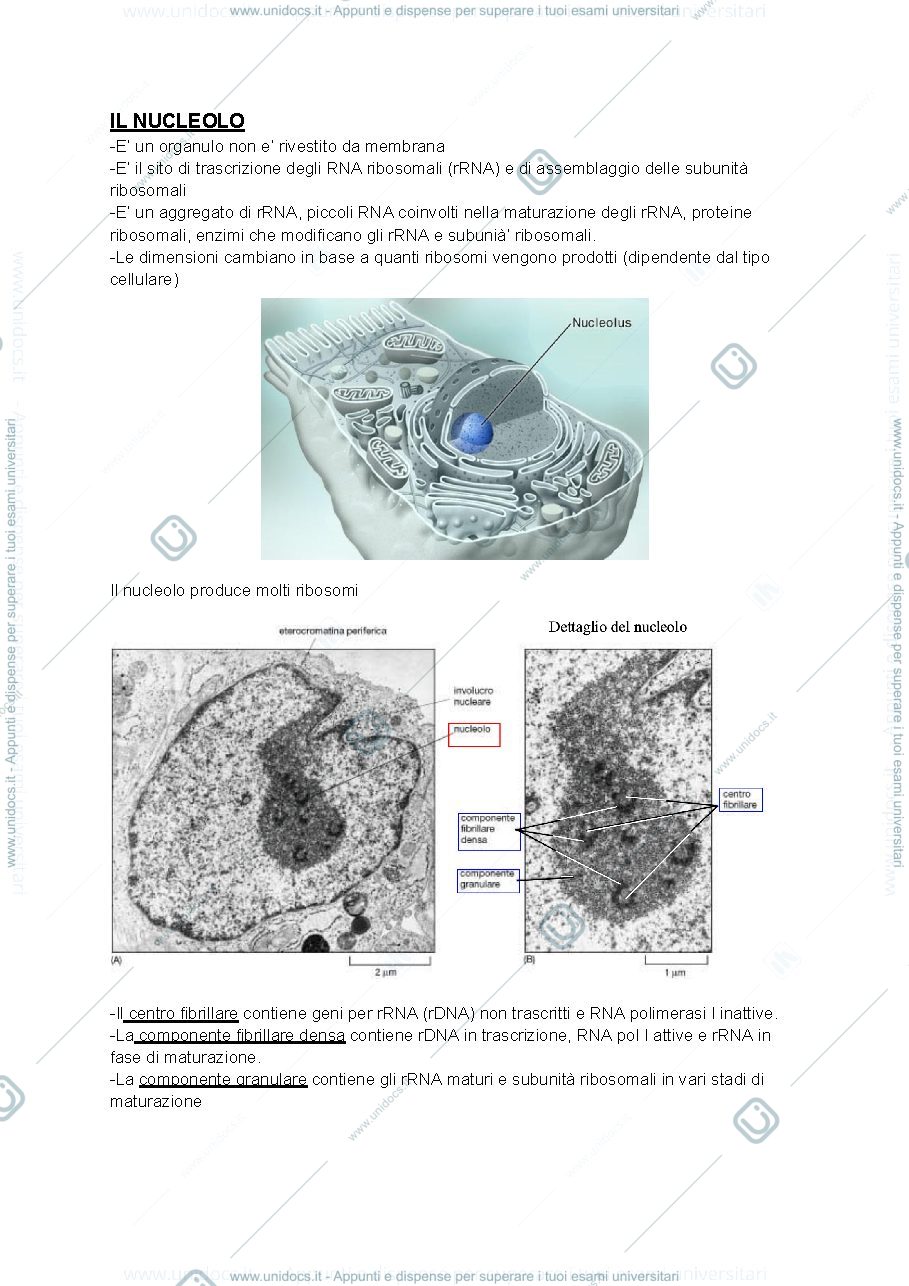 Anteprima pagina 1 — istologia 